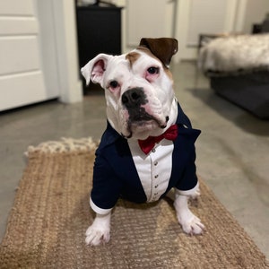 Trajes para perros pitbull new arrivals