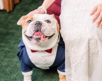 English bulldog wedding tuxedo Navy blue dog tuxedo with burgundy bow tie Dog wedding attire Formal dog suit English bulldog suit