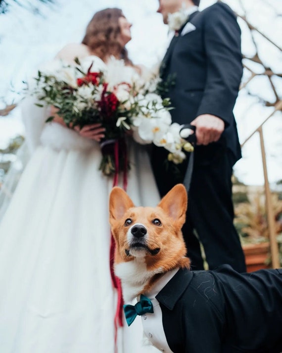 Bride and groom dog costumes cheap