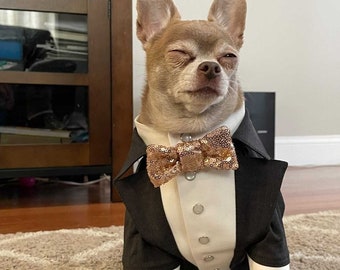 Dark gray dog wedding tuxedo with golden sequins bow tie  Chihuuahua dog suit Evening outfit for dog Swallow-tailed coat for dog Birthda