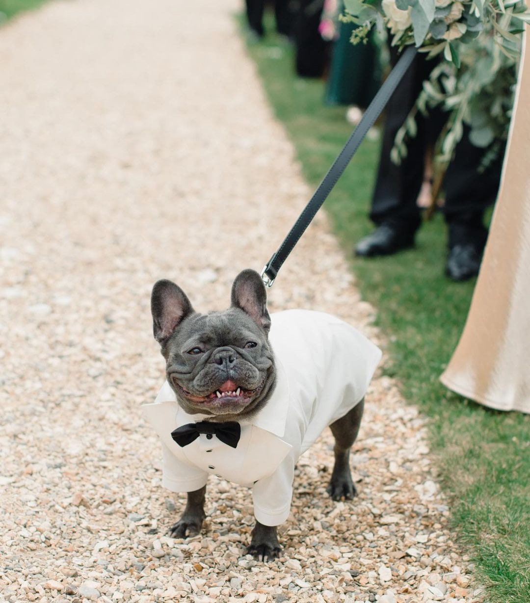 French bulldog wedding shop dress