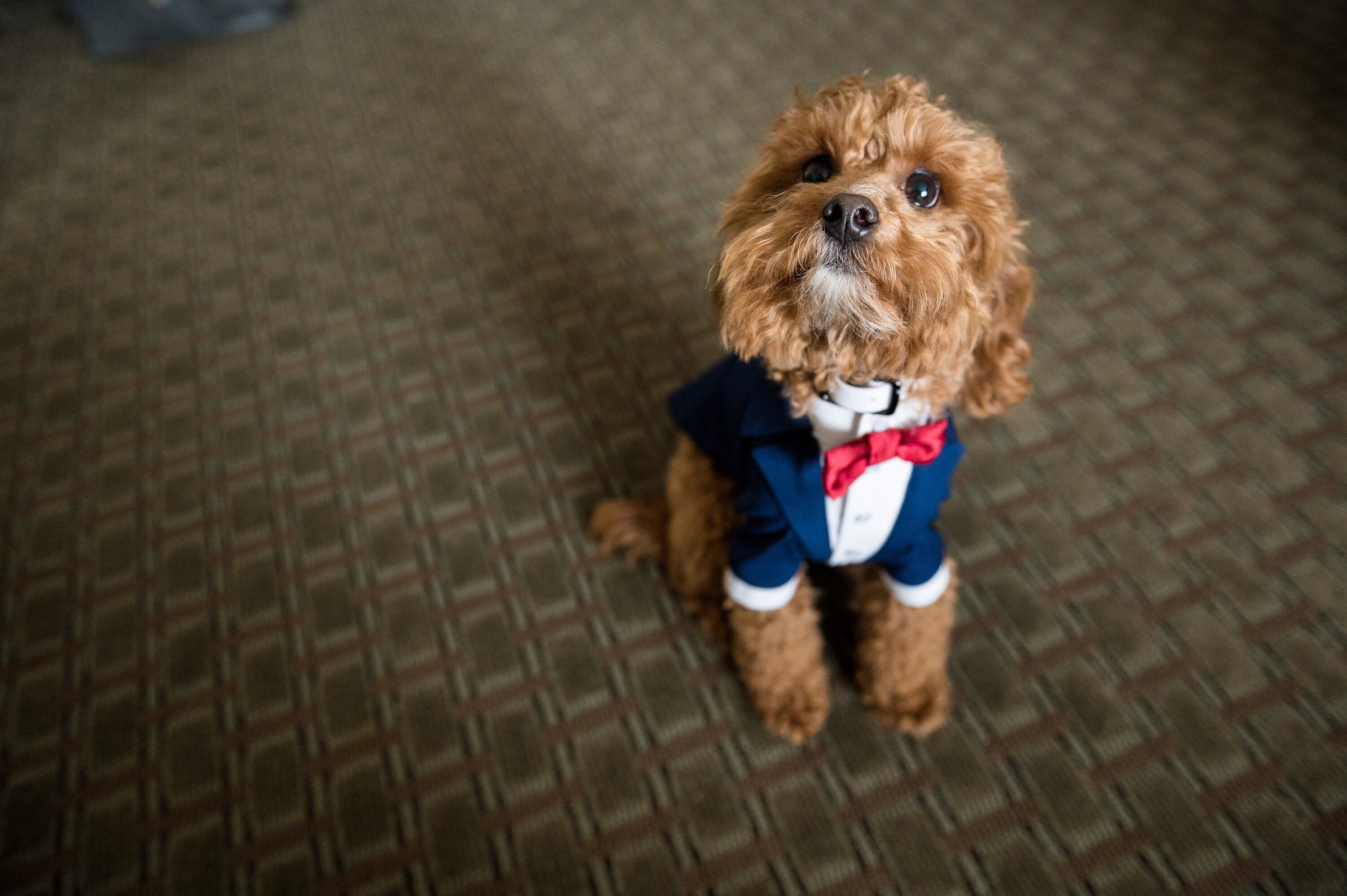 Smoking Per Cani Taglia M - Costume Elegante Con Papillon Per Matrimoni E Feste