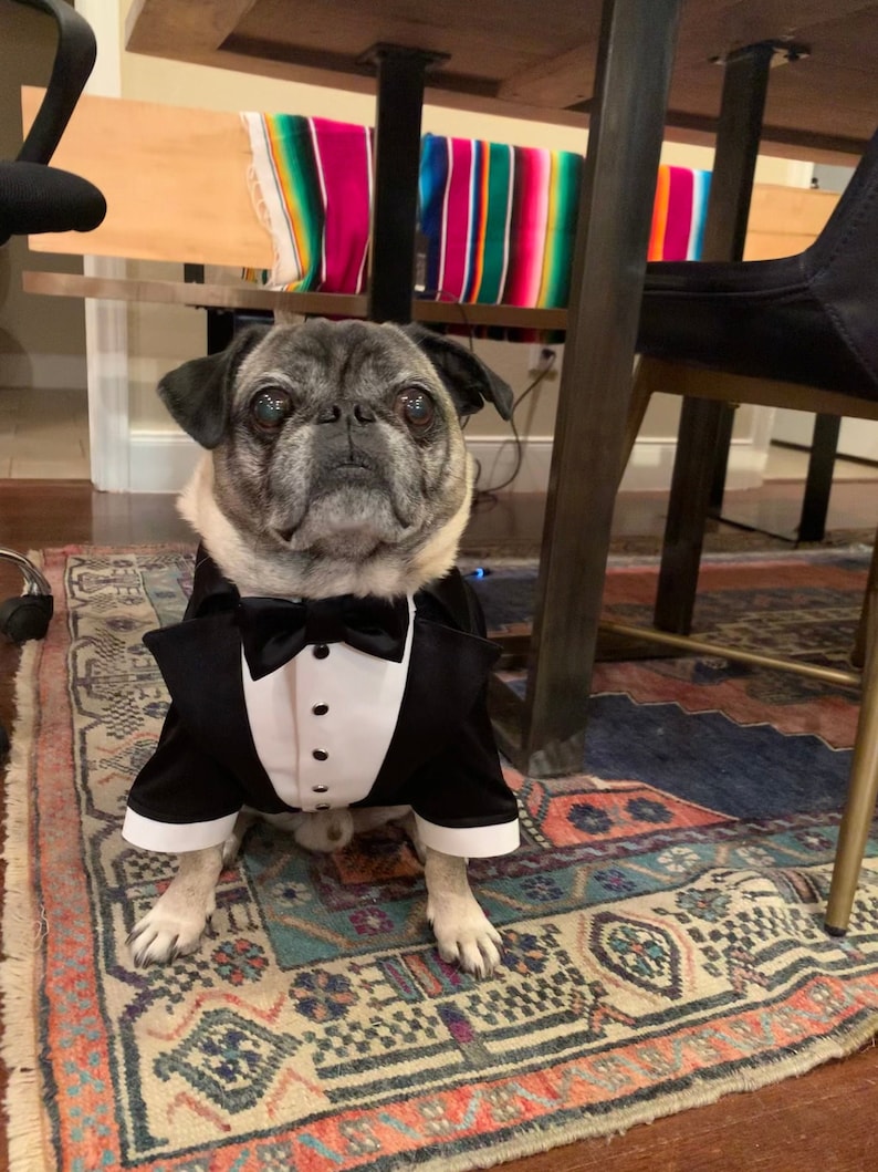 suit for pug