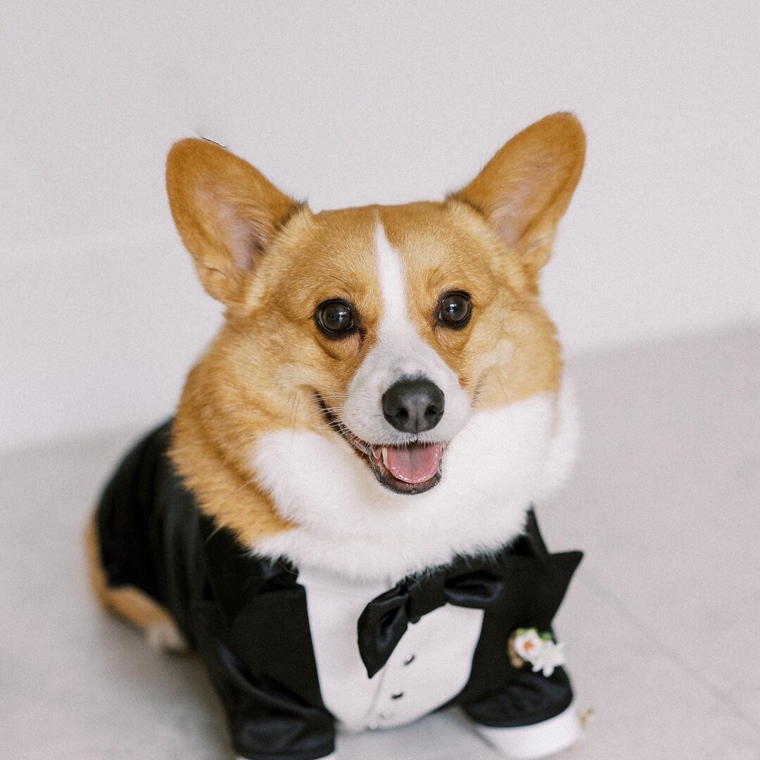 Black wedding dog tuxedo Formal dog suit Corgi dog suit Luxury Etsy 日本