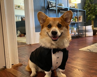 corgi suit jacket