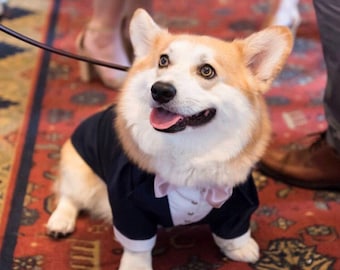 Navy blue dog tuxedo with dusty pink satin  bow tie Dog wedding attire Formal dog suit Swallow-tailed dog coat Corgi dog costume Corgi suit