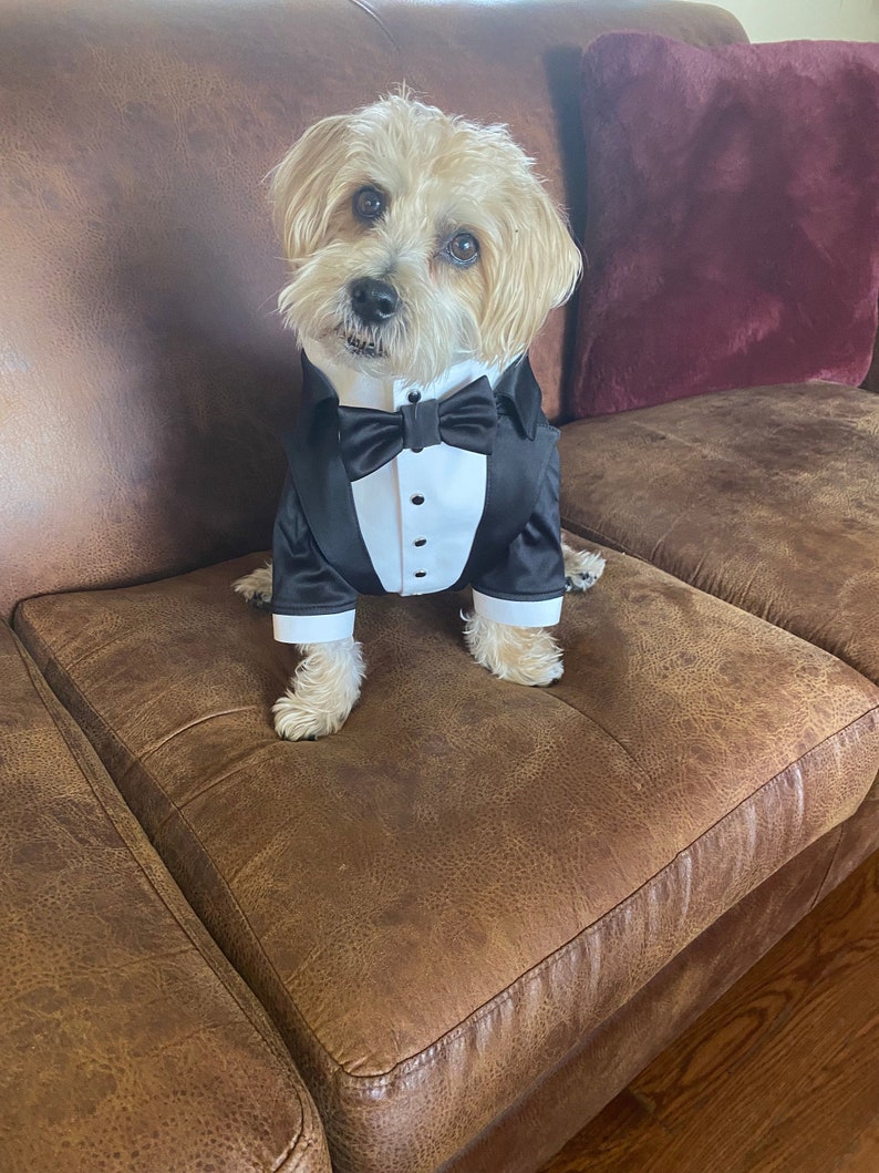 Black wedding dog tuxedo Yorkshire dog suit Black dog suit Luxury dog outfit Custom dog suit Birthday dog costume Dog wedding attire image 1