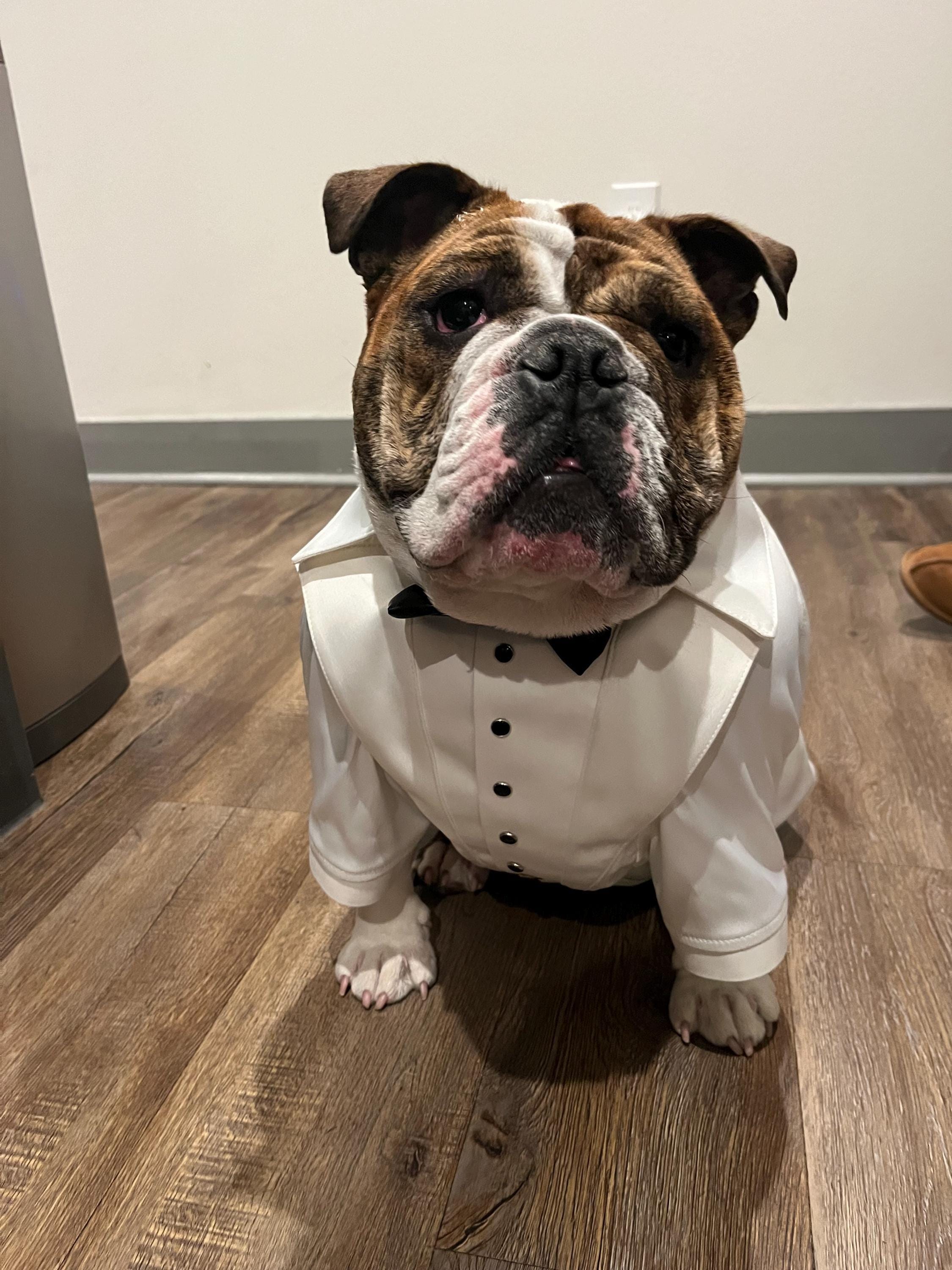 english bulldog bow tie