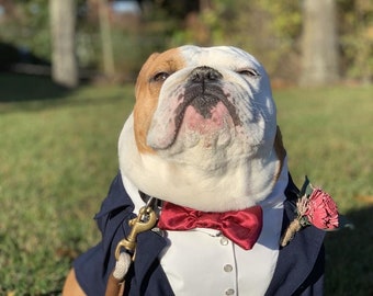 Puede incluir: Un bulldog inglés marrón y blanco que lleva una chaqueta de esmoquin azul marino con frente de camisa blanca, una pajarita roja oscura brillante y una pequeña flor rosa como prendido en la solapa, con un clip de correa de latón.