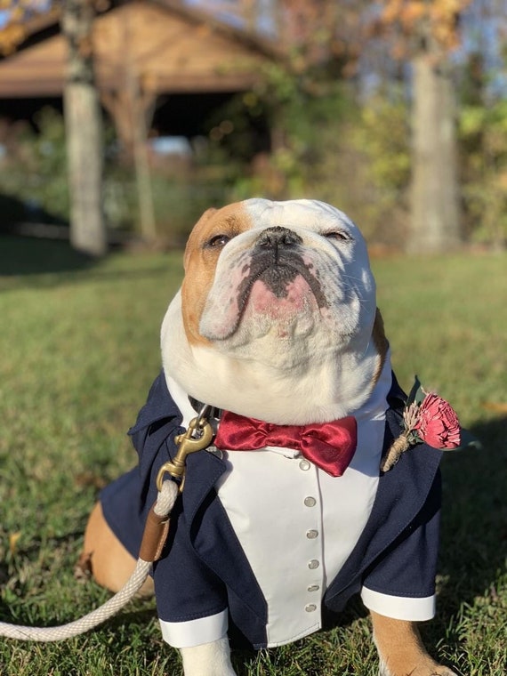  Lovelonglong Bulldog Costume Dog Suit Formal Tuxedo