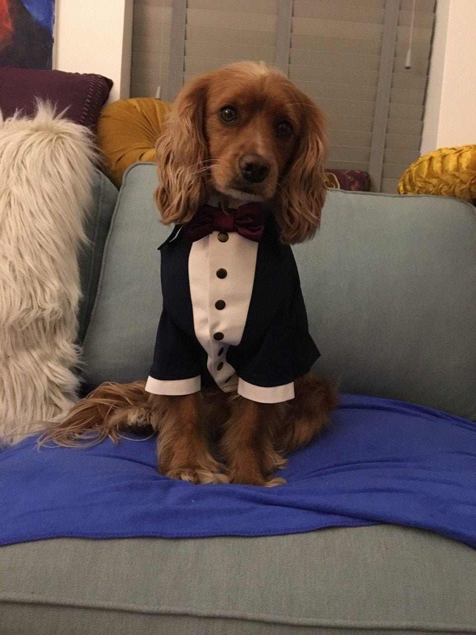 Cocker spaniel outfits 2025