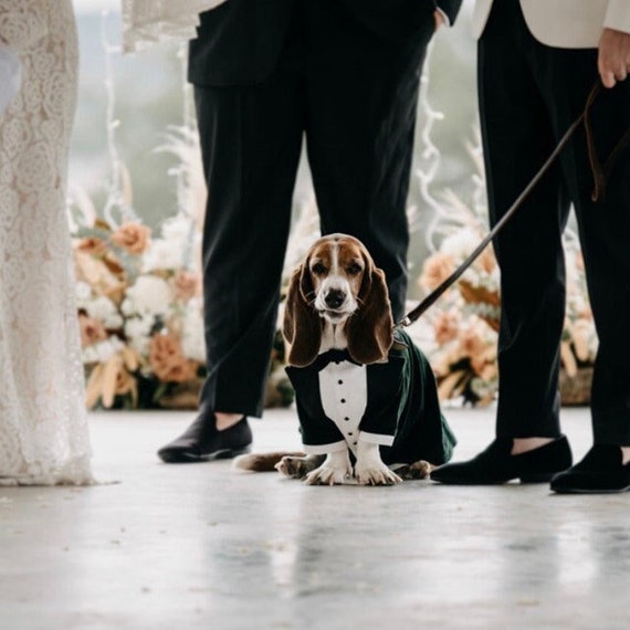 Green Velvet Dog Tuxedo: Custom Wedding Outfit, Formal Dog  display picture 3