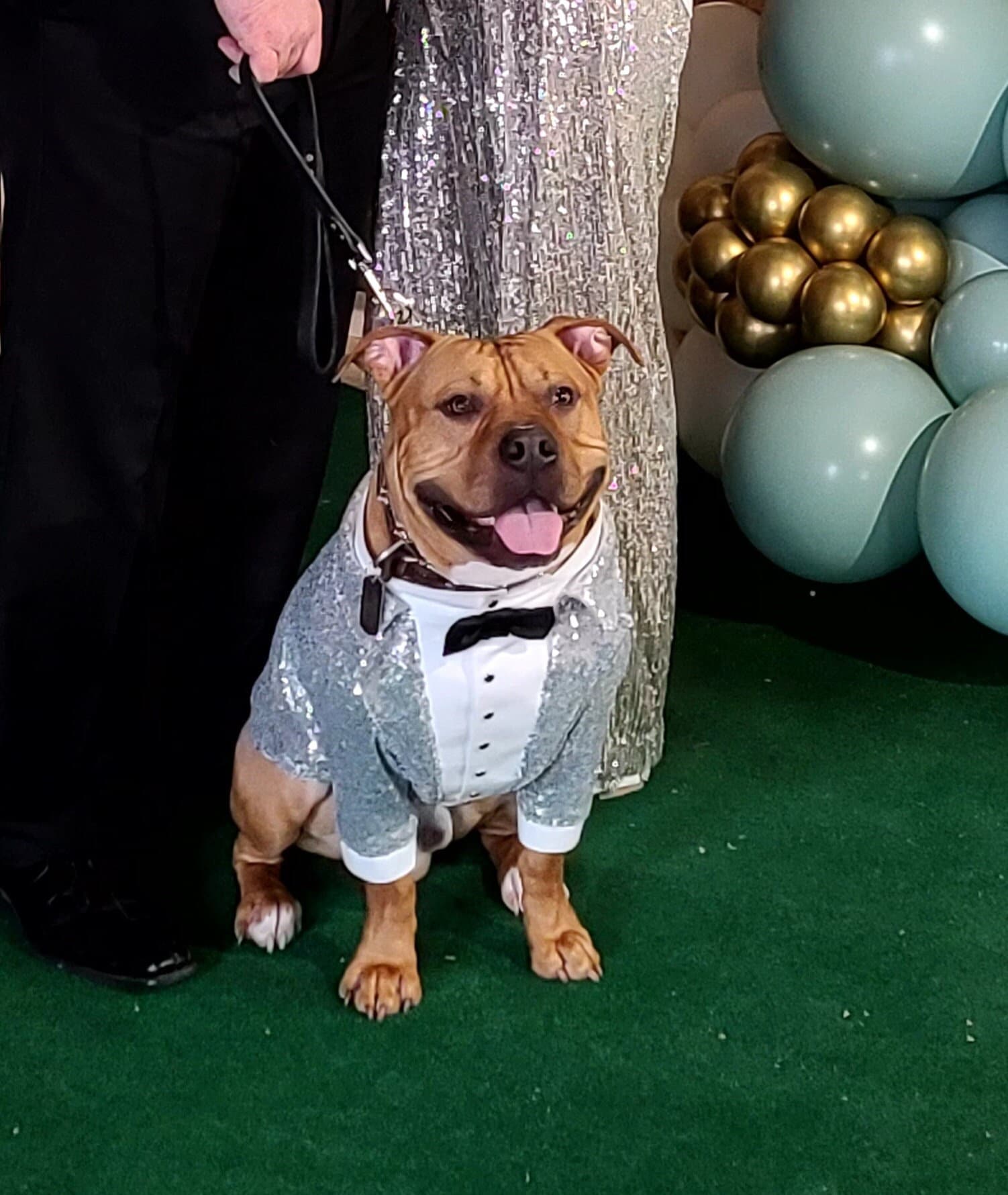 Tux Bandana Con Papillon Per Cani – Abbigliamento Formale Per Matrimoni, Compleanni E Feste
