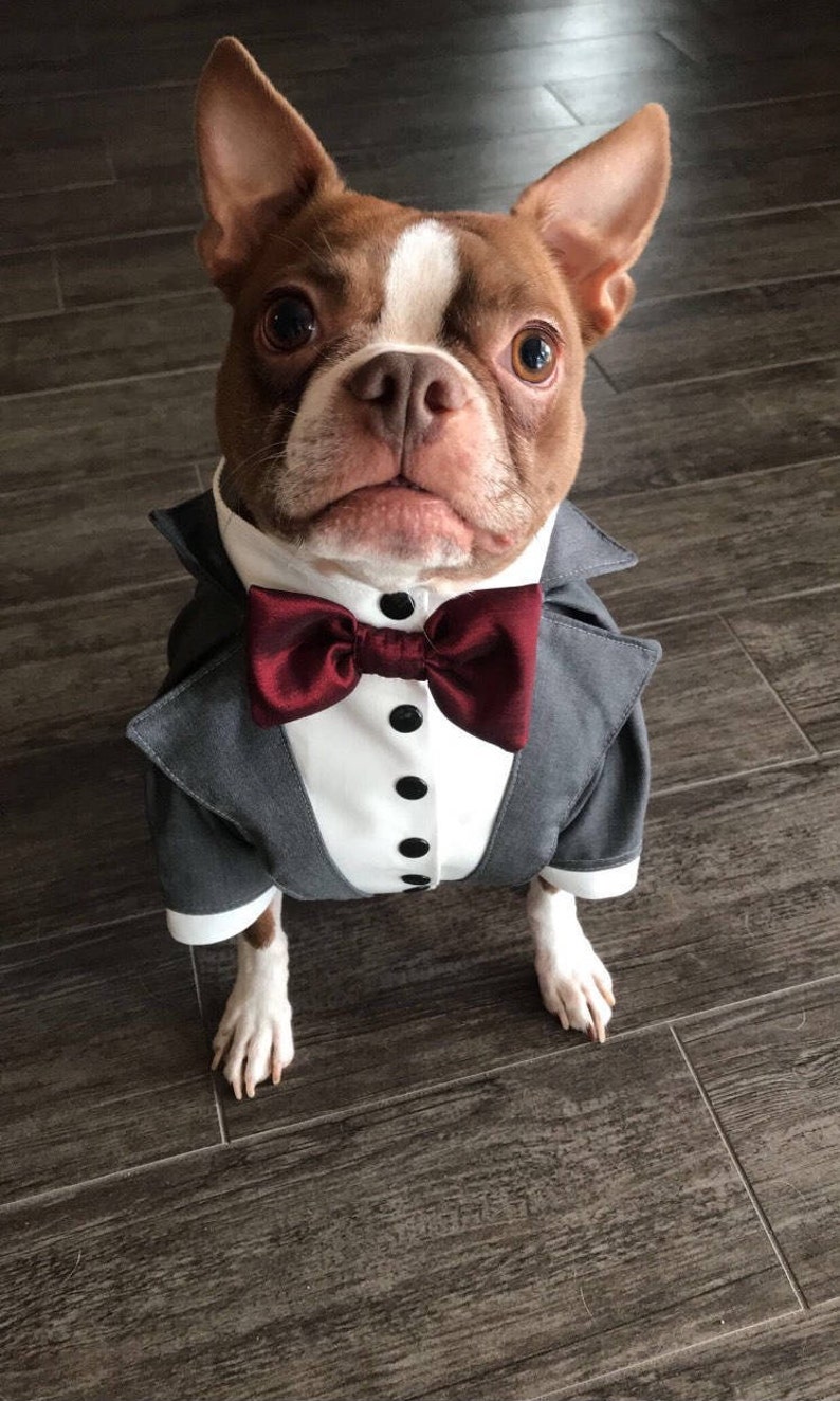 Gray Dog Tuxedo With Red Bow Tie English Bulldog Formal Suit Etsy