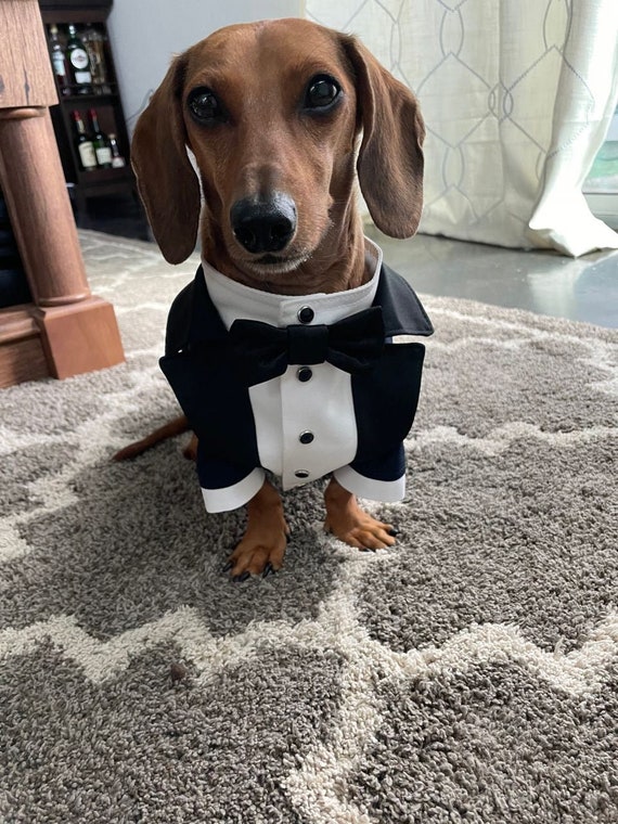 Dachshund Black Dog Tuxedo Custom Dog Suit Dog Wedding Attire Formal Dog Suit Birthday Dog Costume Custom Dog Wedding Long Dog Costume Etsy Canada