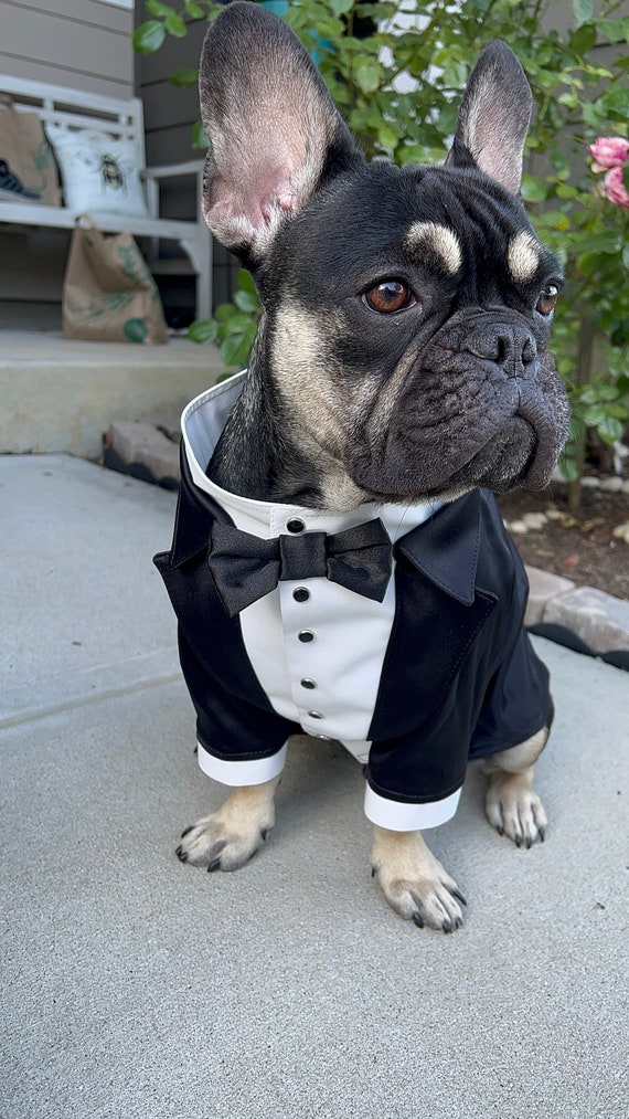 French bulldog top wedding outfit