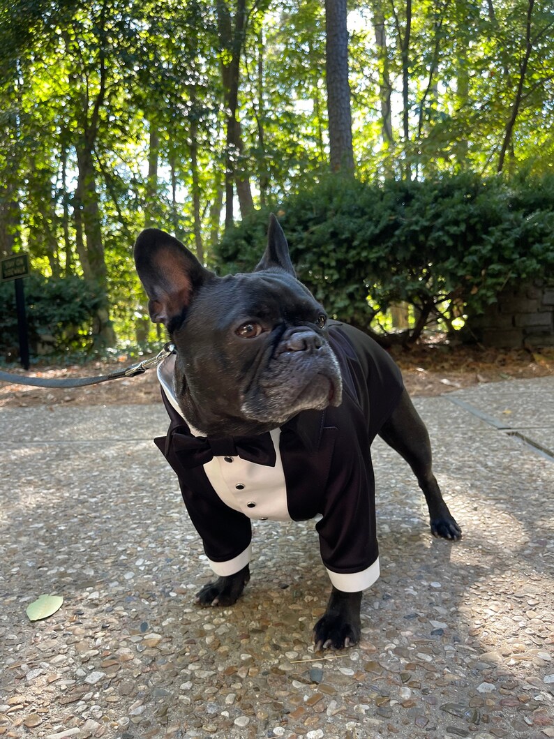 Black wedding dog tuxedo French bulldog suit Black dog suit Luxury dog outfit Custom dog suit Birthday dog costume Dog wedding attire image 1