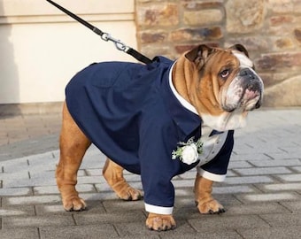 Navy blue dog tuxedo with navy blue bow English bulldog tuxedo Formal dog suit Birthday dog costume Custom dog tuxedo