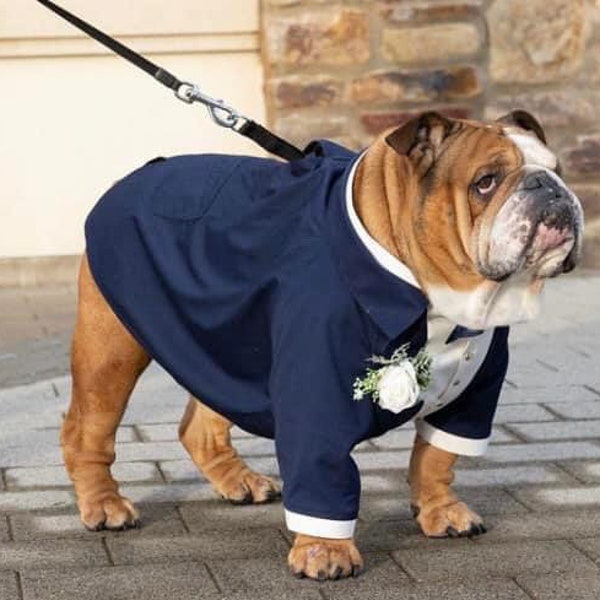 Navy blue dog tuxedo with navy blue bow English bulldog tuxedo Formal dog suit Birthday dog costume Custom dog tuxedo