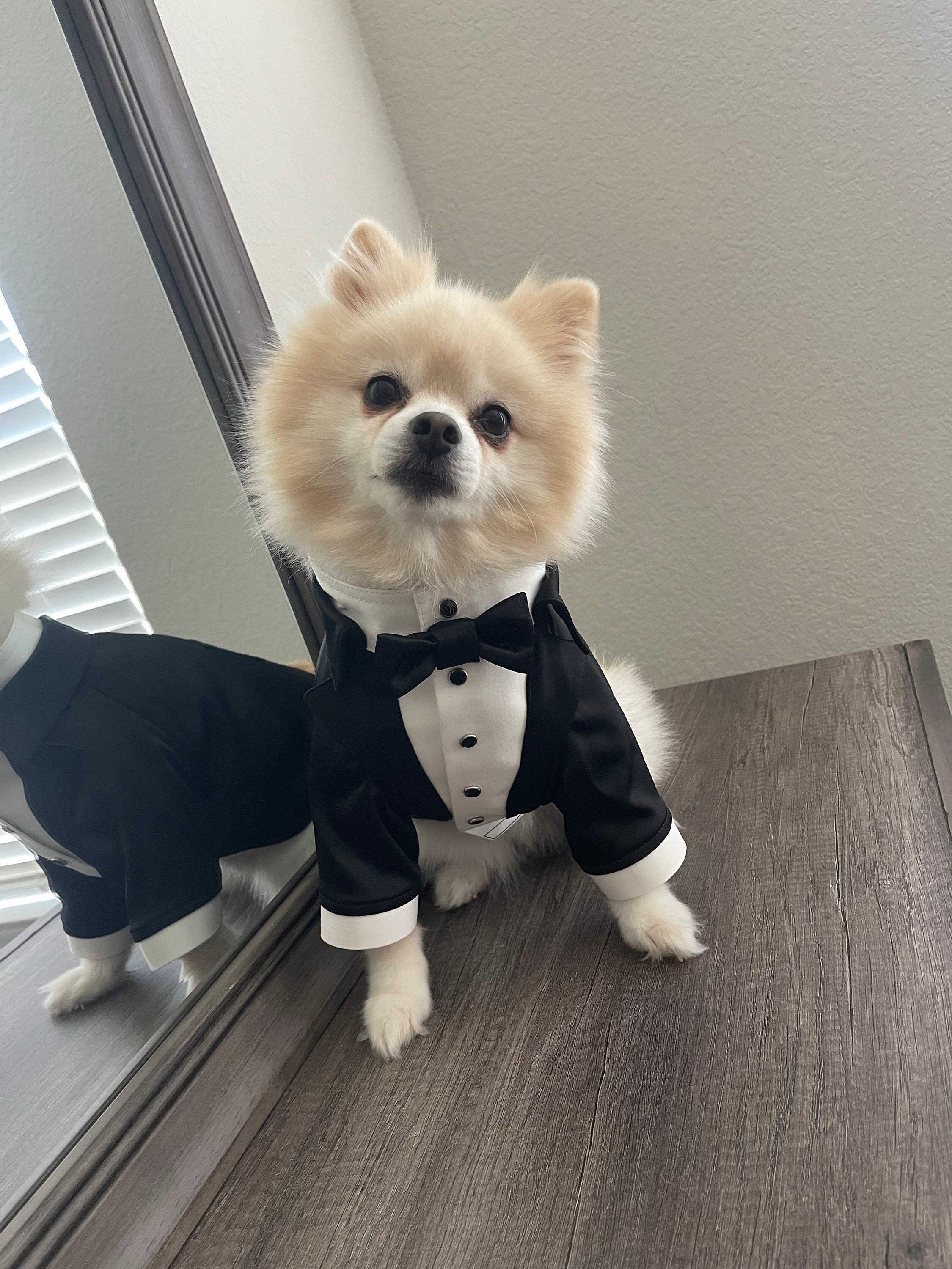 Pomeranian Bow Tie