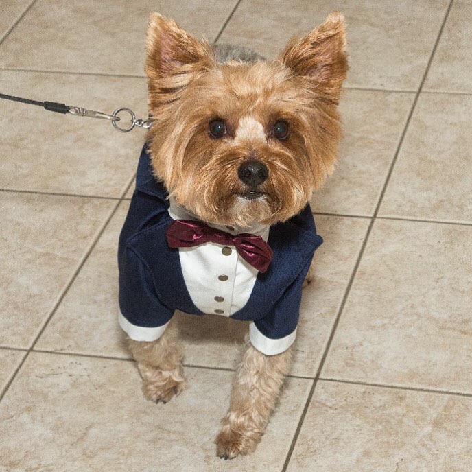 dog in a suit and tie
