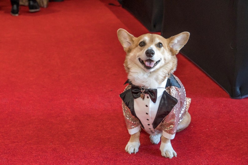 Red Carpet Dog Outfit Wedding Dog Tuxedo Suit for Dog Etsy
