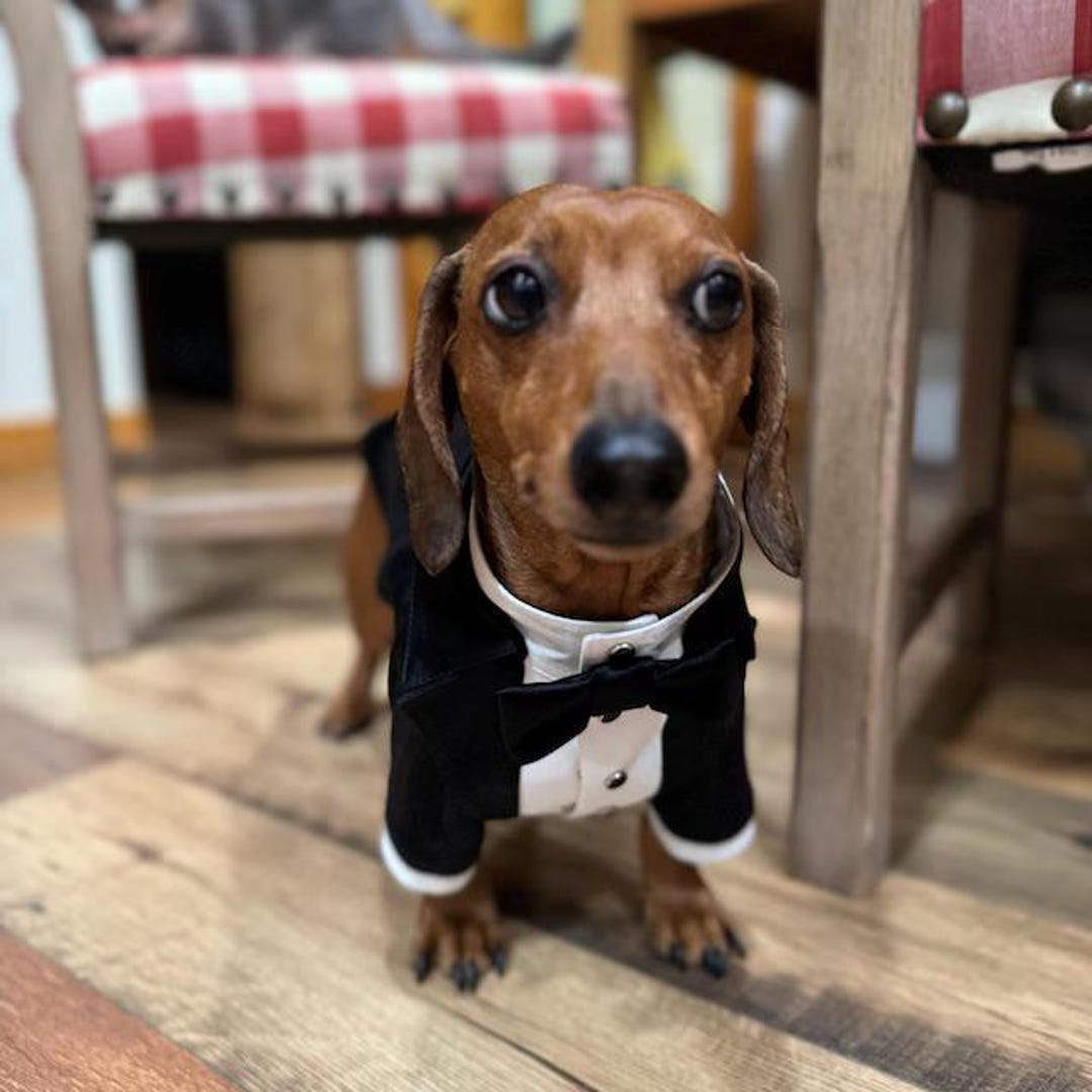 Esmoquin de satén negro personalizado para perro salchicha