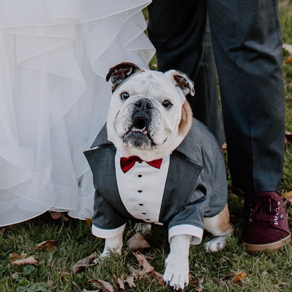 Gray Dog Tuxedo With Burgundy Bow Tie Bulldog Formal -