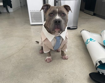 Beige dog tuxedo with light blue tie Pitbull formal suit Evening dog costume Swallow-tailed coat for dog Birthday dog outfit Dog tie