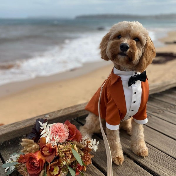 Terracotta bespoke dog suit  Poodle custom suit tuxedo Orange suit for maltipoo Luxury dog outfit Customized dog suit Dog wedding suit
