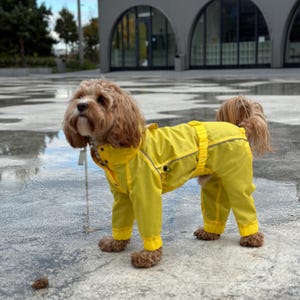 May include: A small brown and white dog wearing a bright yellow raincoat. The dog is standing on a gray concrete surface.
