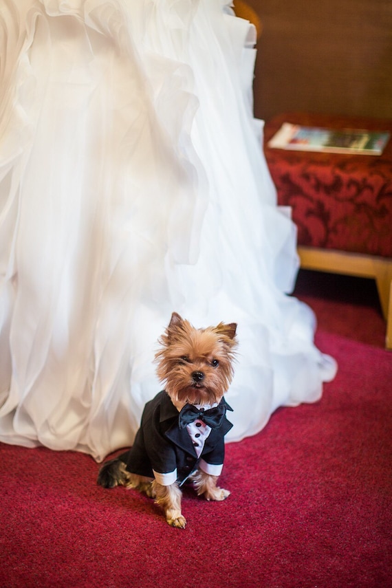 formal dress for dogs Custom Dog Tuxedo Weddings | Personalized Dog Wedding Suit | Dog Outfit | Black Bow Tie | Small & Large formal fancy dog dresses