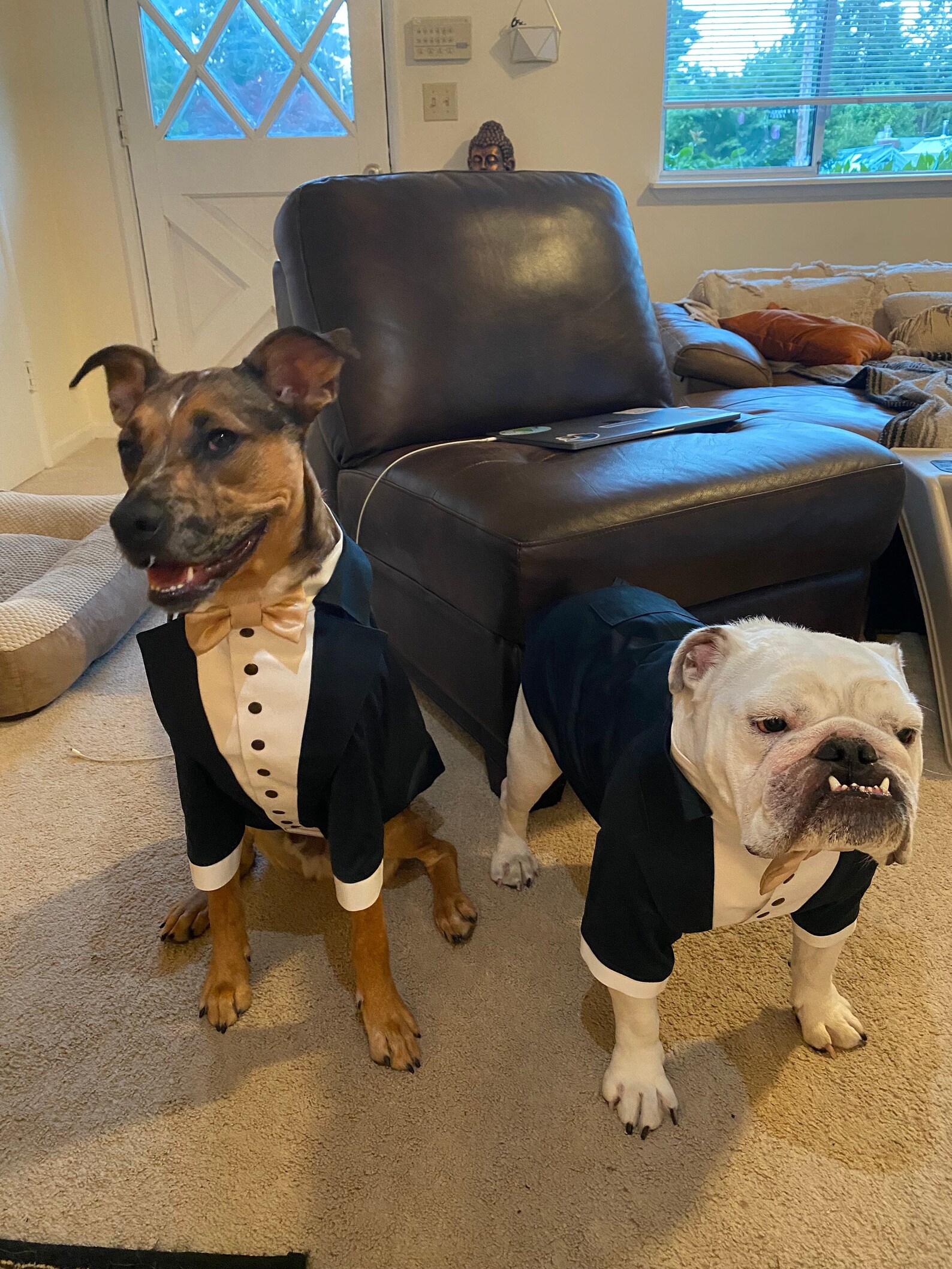 Dunkelgrüner Hundetuxedo mit Champagner fliege Hund Hochzeit Etsy