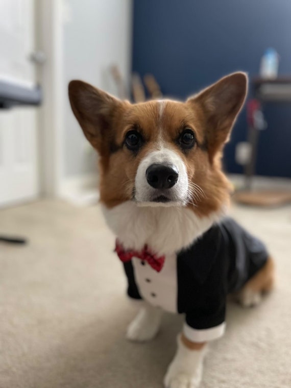 Corgi in bow clearance tie