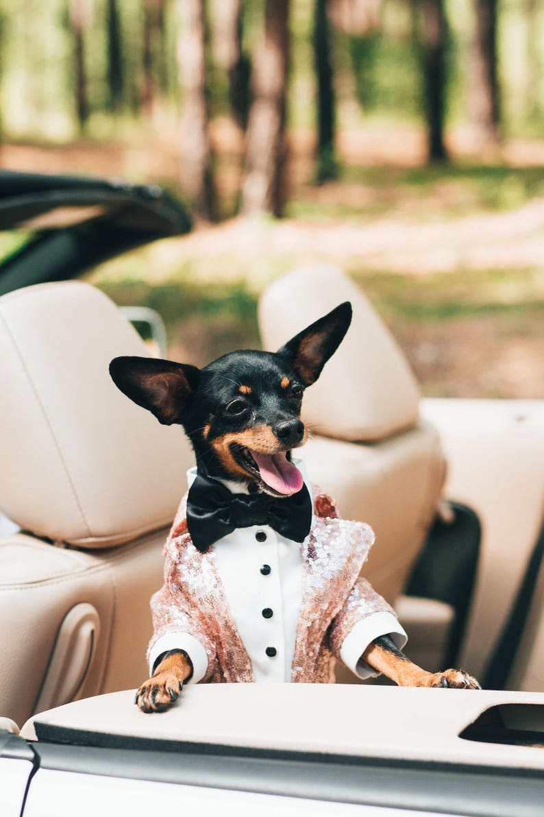 Golden beige sequins dog tuxedo with black bow tie Dog wedding attire Formal dog suit Birthday dog Custom made dog tux image 7