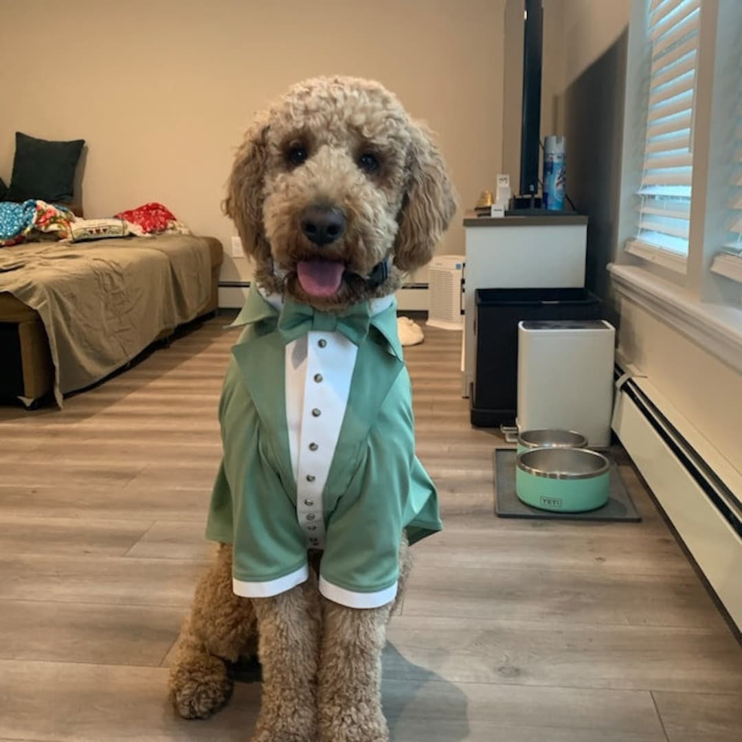 green emerald velvet dress Cutest Clover Dog Dress main image 0