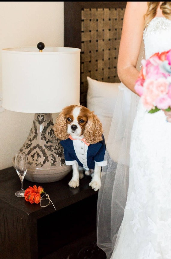Royal Blue Dog Tuxedo: Custom Wedding Suit With Peach Bowtie - Etsy