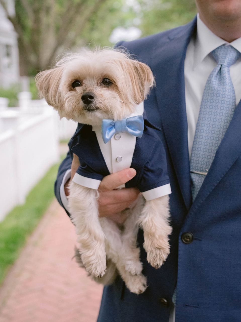 blue dog tie