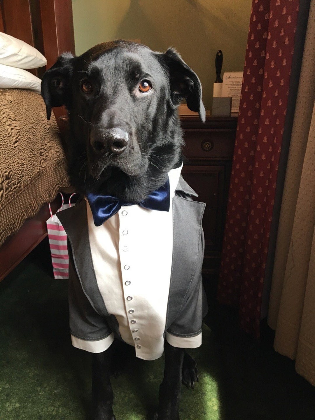 Gray Tuxedo for Dog Gray Dog Suit With Blue Bow Tie Large Dog Formal