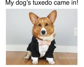 corgi suit jacket