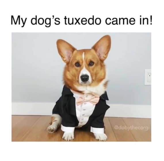 bow ties for dogs wedding