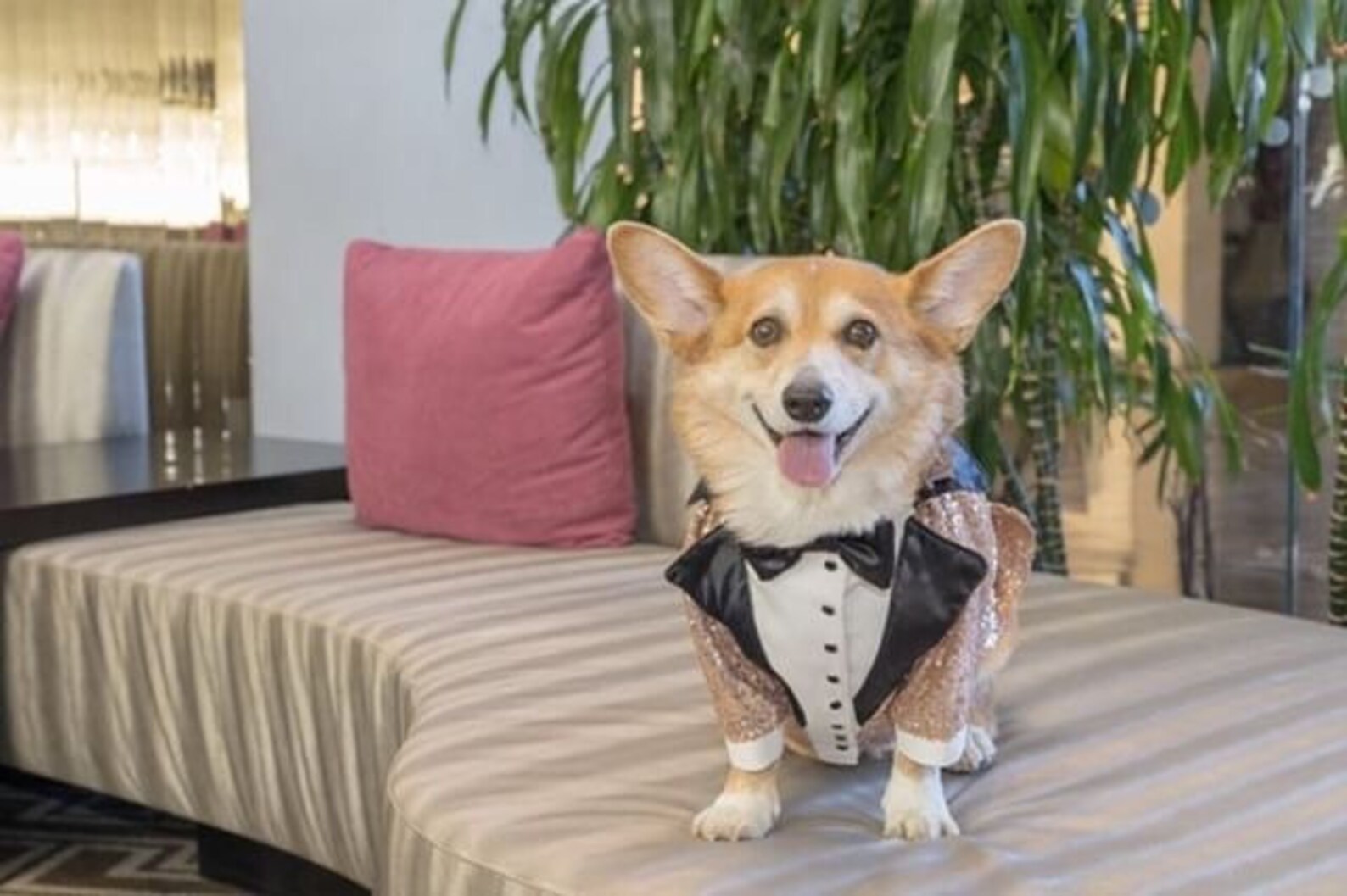 Fancy Sparkling Dog Tail Tuxedo