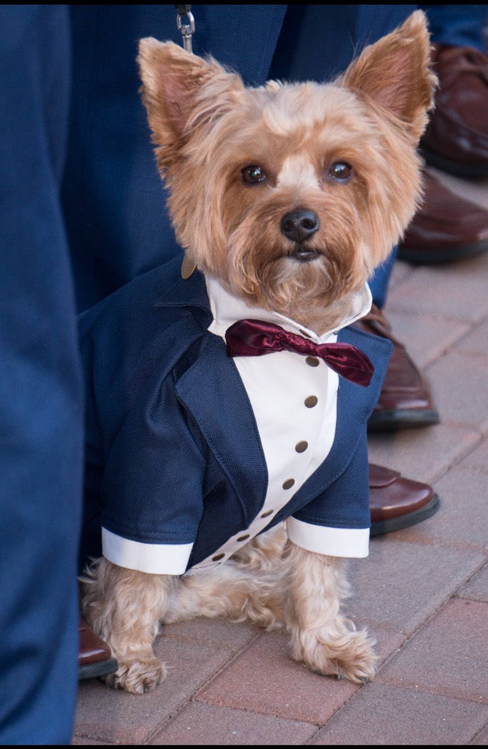 Navy Blue Dog Tuxedo With Burgundy Bow Tie Dog Wedding Attire Etsy