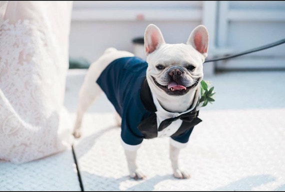 Bulldog clearance tuxedo costume