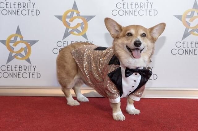 Smoking Für Hunde - Formelle Haustierkleidung Mit Goldakzenten