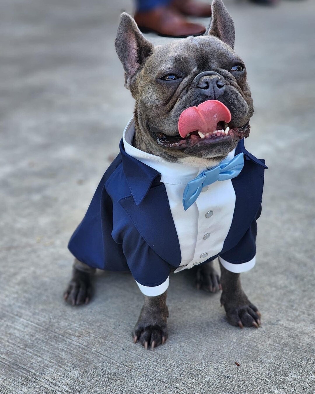 French Bulldog Wedding Tuxedo Bespoke Dog Tux Dog Wedding Attire Formal Dog Suit Birthday Dog Costume Blue Dog Suit Etsy