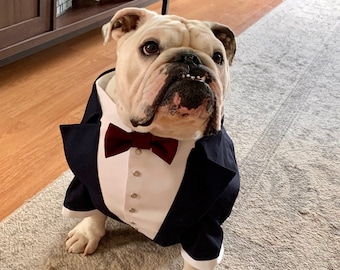 English bulldog wedding tuxedo Navy blue dog tuxedo with burgundy bow tie Dog wedding attire Formal dog suit English bulldog suit