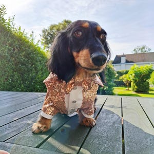 Op de afbeelding: Een langharige teckel met zwart en bruin haar draagt een formeel jasje bedekt met glinsterende roségouden lovertjes. Het jasje heeft een wit voorpaneel met twee kleine zilveren knoopjes en witte biezen bij de mouwen en de kraag.