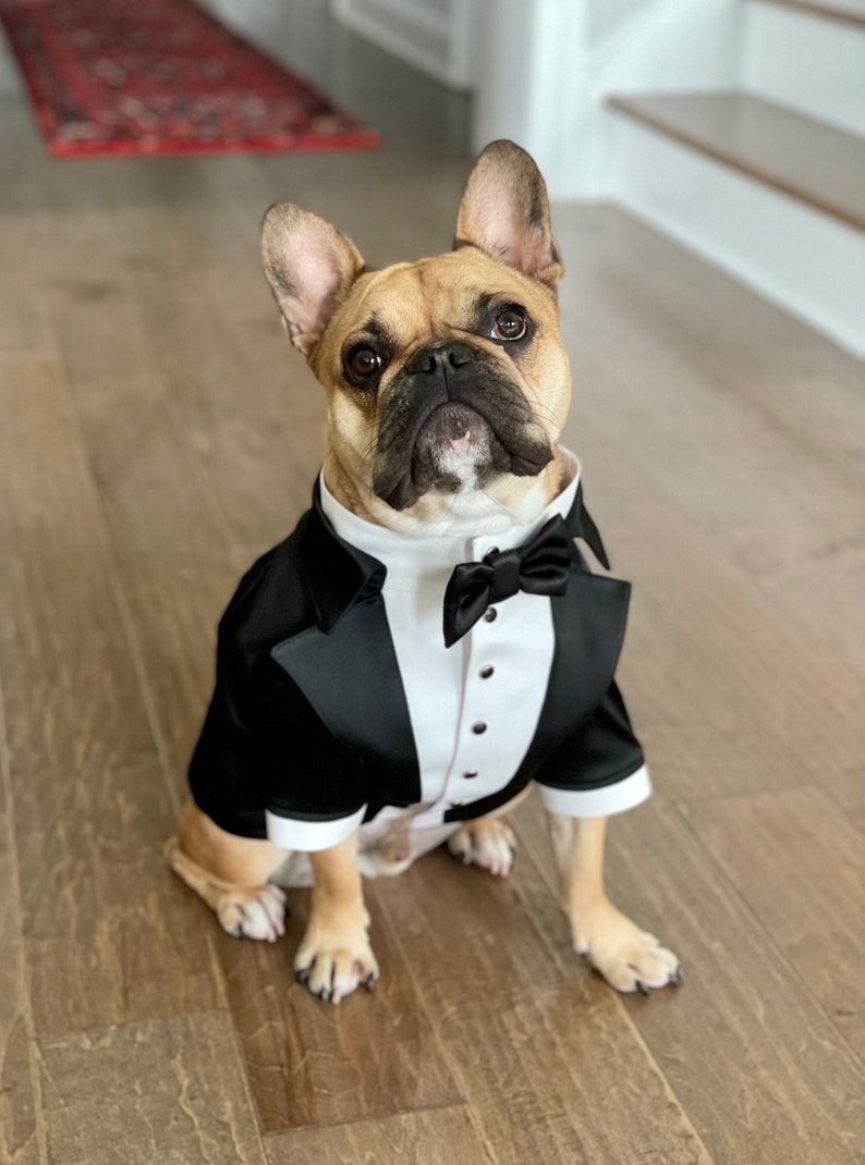 Black wedding dog tuxedo Yorkshire dog suit Black dog suit Luxury dog outfit Custom dog suit Birthday dog costume Dog wedding attire image 7