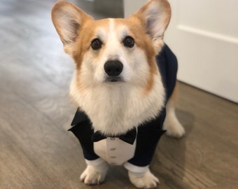 corgi suit jacket